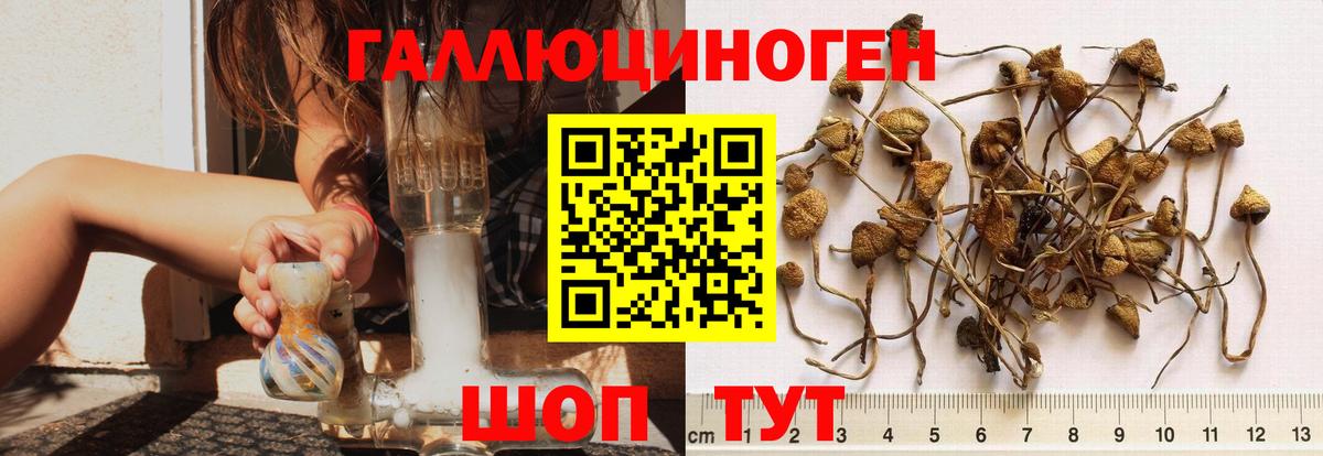Галлюциногенные грибы Cubensis Люберцы